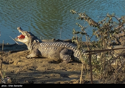  این حیوان در مناطقی مثل روخانه‌ی «باهوکلات» و رودخانه‌ی «سرباز» و محدوده‌های آبی چابهار و سراوان به عنوان تنها نواحی زیستی گاندو در ایران، زندگی می‌کنند.