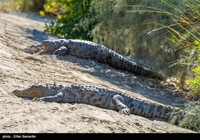 این تمساح در جنوب سیستان‌و‌بلوچستان زندگی می‌کند و در زبان بلوچی «گاندو» یعنی «راه رونده روی شکم» نامیده می‌شود.