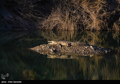این تمساح در جنوب سیستان‌و‌بلوچستان زندگی می‌کند و در زبان بلوچی «گاندو» یعنی «راه رونده روی شکم» نامیده می‌شود.