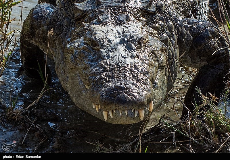 گزارش‌های مردمی درباره مشاهده رد پای تمساح در دریاچه چیتگر؛ عمق دریاچه اسکن می‌شود