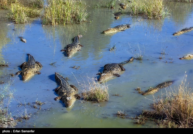 15 تمساح گاندو در سد پیشین شهرستان سرباز گرفتار شدند