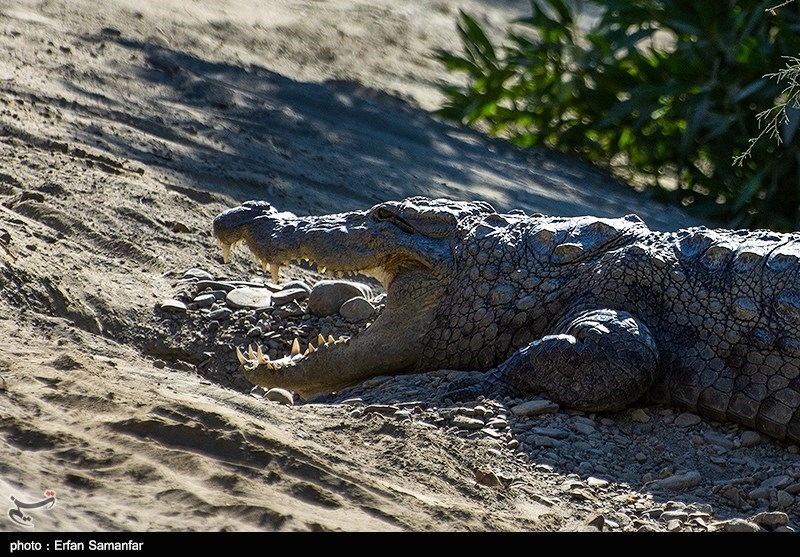 تمساح سرگردان در «راسک» به زیستگاه طبیعی اش بازگشت