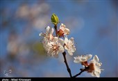خوزستان| بهار با شکوفه‌های زودهنگام در بهبهان به روایت تصاویر