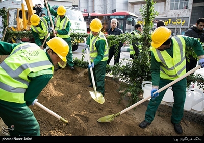 پروژه ساماندهی و احیاء درختان چنار خیابان ولیعصر