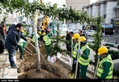 کاشت 1100 درخت کهنسال در خیابان ولیعصر (عج) آغاز شد + تصاویر
