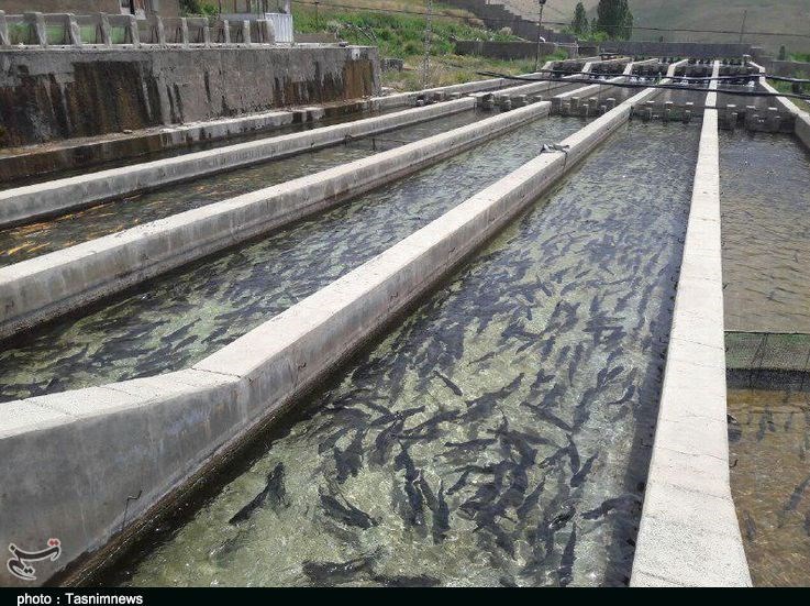 16 هزار تن انواع ماهیان سردابی و گرمابی در سطح آذربایجان‌غربی تولید می‌شود