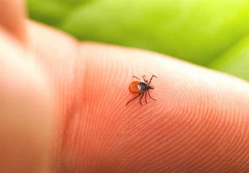 Tick Bite May Cause Red Meat Allergy