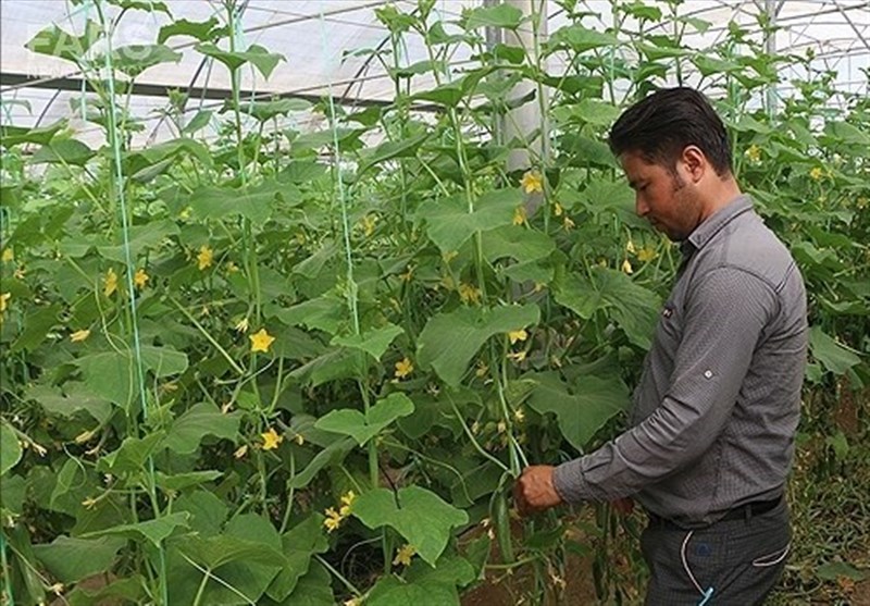 مراکز خدمات جهاد کشاورزی سمنان «هوشمند» می‌شود