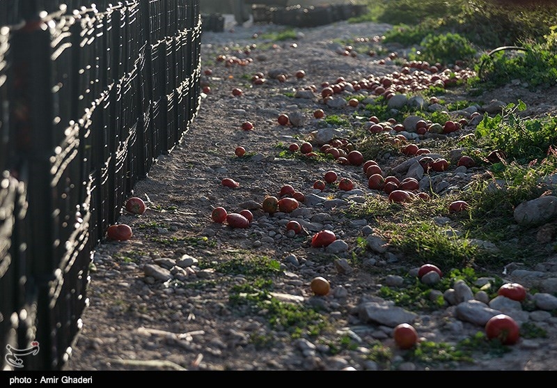 سطح زیر کشت گوجه فرنگی در هرمزگان در سال زراعی جاری بدلیل اجرای طرح اصلاح الگوی کشت و استفاده بهینه از منابع آبی حدود ۲۰ درصد نسبت به سال گذشته کاهش یافته است.