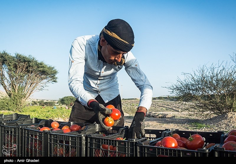 برداشت گوجه فرنگی در روستای چاه ماخور -هرمزگان
