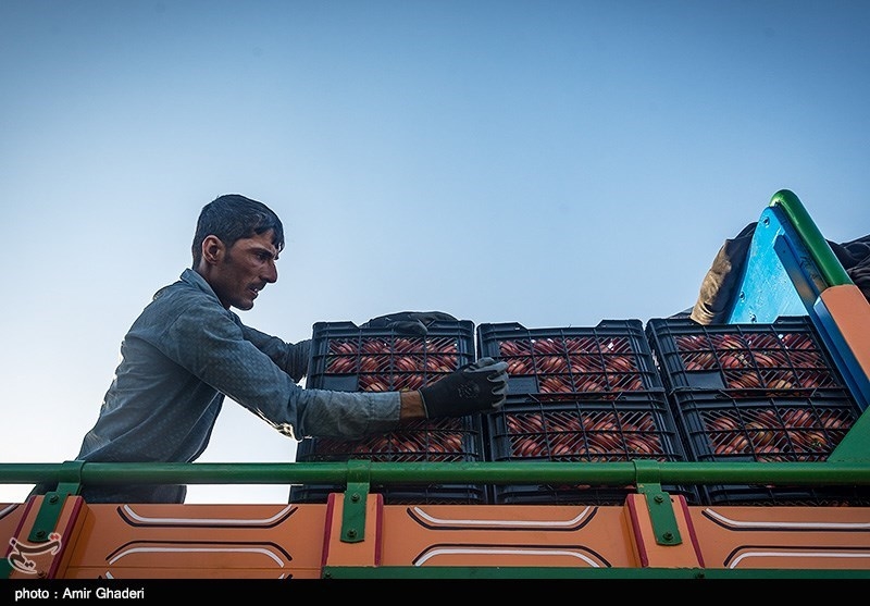 دولت پاکستان واردات گوجه از ایران را راه حل کنترل قیمت آن دانست