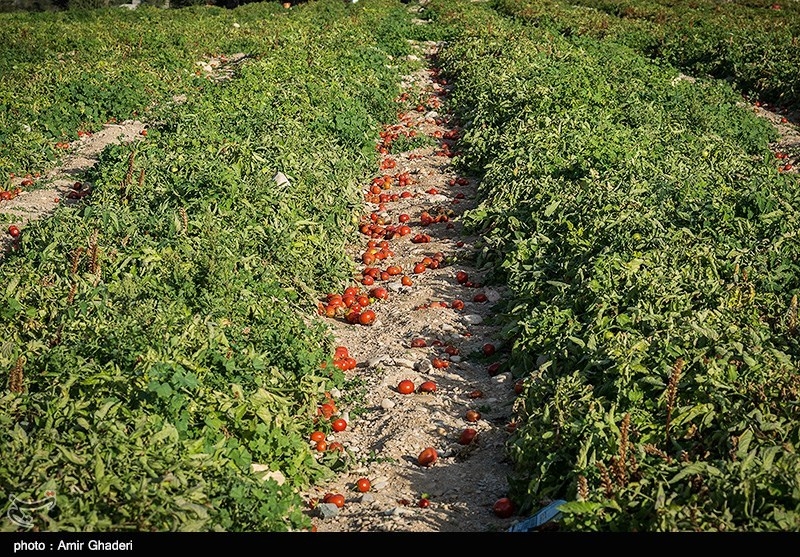 بیشترین ارقام گوجه فرنگی کشت شده، شامل "سان سید"، "کومودرو"، "رویان" و "ورونا" است که به منظور تازه خوری به تهران، رشت، مازندران، تبریز و مشهد که از بازار های عمده هدف محسوب می‌شوند، عرضه می‌گردد.