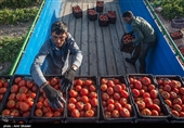 افزایش 95 درصدی کشت گوجه فرنگی در استان فارس؛ خرید توافقی انجام می‌شود