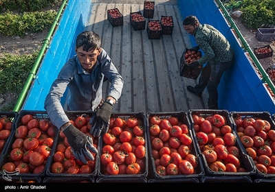  برگشت نیمی از کامیون‌های گوجه‌فرنگی از مرزهای استان کرمانشاه/ متولیان تجارت پاسخگوی افزایش قیمت داخل و خرابی بار در مرزها باشند 