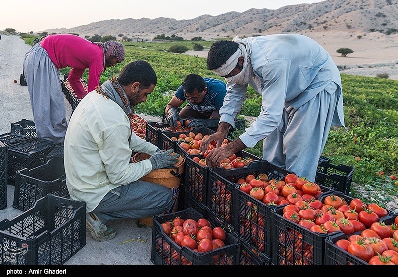 کردستان|سقف قیمت خرید گوجه فرنگی از کشاورز 1150 تومان اعلام شد