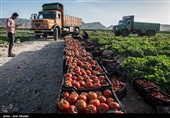گزارش| آیا امسال هم کشاورزان زنجانی با &quot;بحران گوجه‌فرنگی&quot; روبه‌رو می‌شوند؟