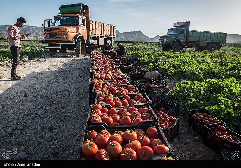 Iran Supports Tomato Farmers by Providing Market Services: Deputy Minister