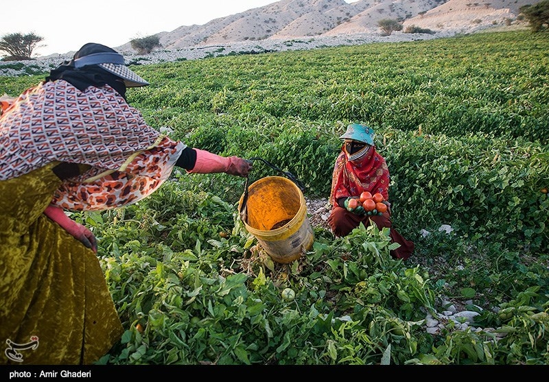 زنان روستا دوشادوش مردان در چیدن گوجه ها شریک اند و کارمیکنند