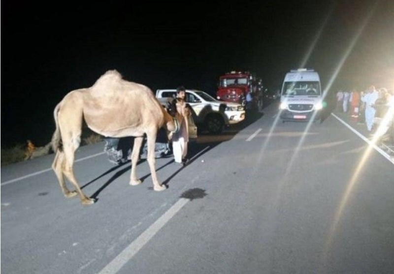 5 کشته حاصل تصادف با شتر در جاده زاهدان_میرجاوه