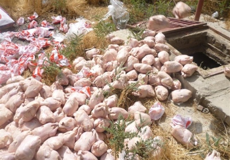 همدان| وضعیت سلامت مرغ‌های منجمد هنگام تحویل به سردخانه بررسی می‌شود
