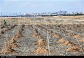 عاملان تخریب محیط زیست در استان گلستان به جای زندان به کاشت 200 اصله نهال محکوم شدند