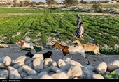 دامداری‌های کوچک روستایی استان اردبیل توسعه می‌یابد