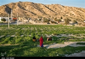 4300 میلیارد ریال در بخش کشاورزی سیستان و بلوچستان سرمایه‌گذاری شد