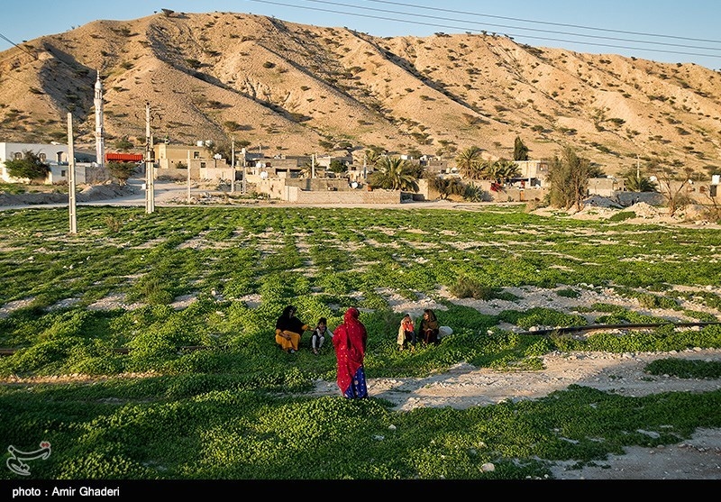 افزایش 5 میلیون تنی تولیدات کشاورزی با اجرای طرح جامع شبکه‌های آبیاری غرب