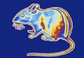 Scientists Enable Mice to See in Dark