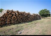 19 تن چوب جنگلی قاچاق در نور کشف شد