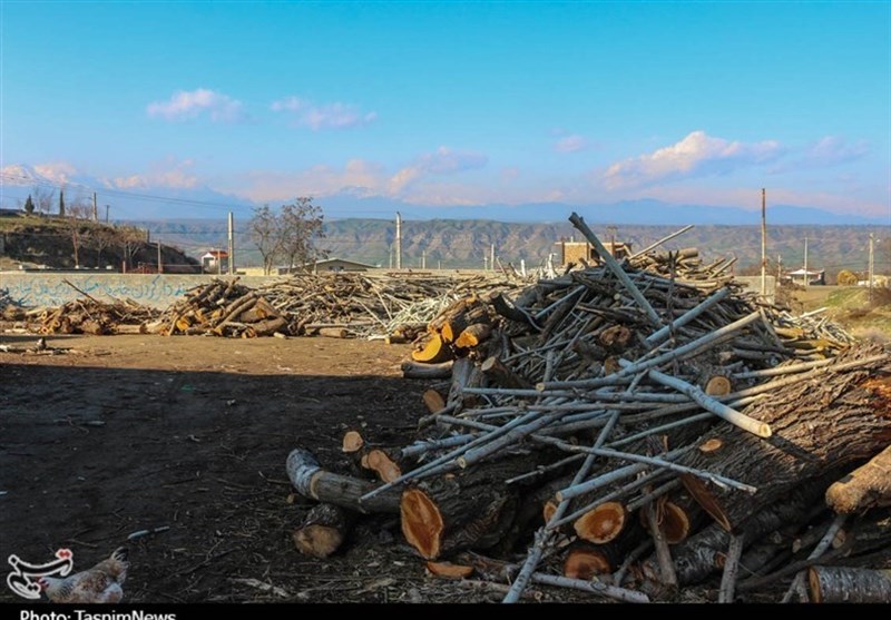 «قاچاق چوب» تیشه‌‌ای به ریشه جنگل‌های چهارمحال و بختیاری