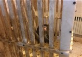 تلاش ناکام مسئولان آزمایشگاه برای به دام انداختن میمون فراری + تصاویر