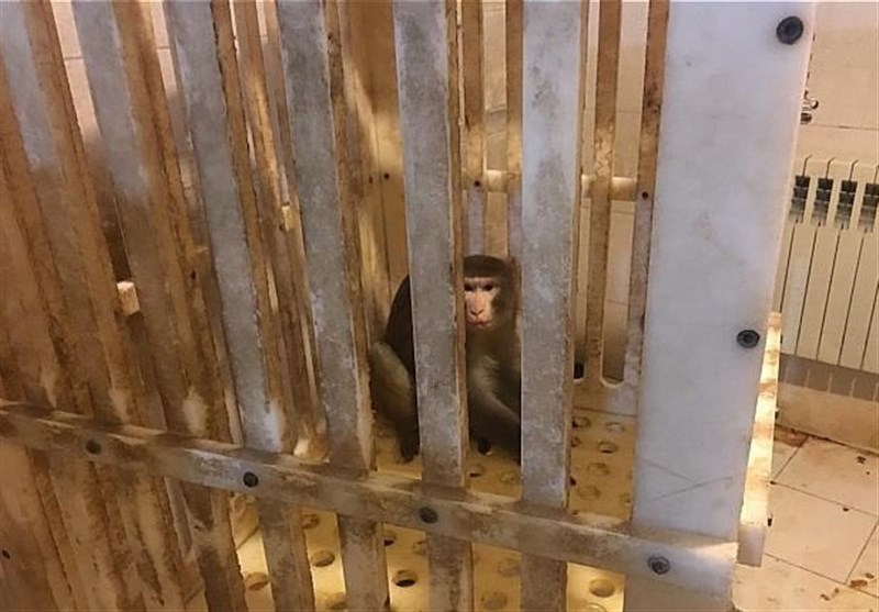 تلاش ناکام مسئولان آزمایشگاه برای به دام انداختن میمون فراری + تصاویر