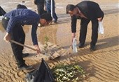 18 هکتار ساحل دهکده گردشگری بوشهر درختکاری شد