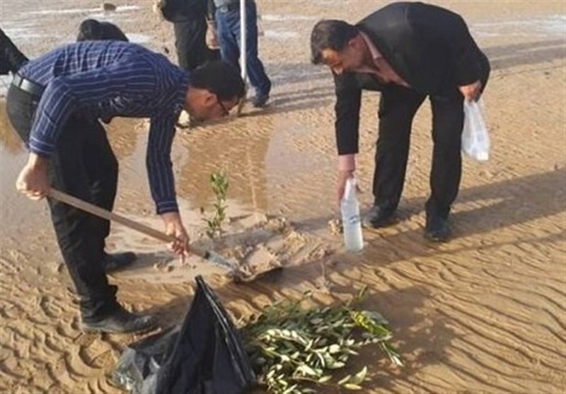 18 هکتار ساحل دهکده گردشگری بوشهر درختکاری شد