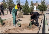 غرس 700 اصله درخت توسط مادران شهدا در بهشت‌زهرا