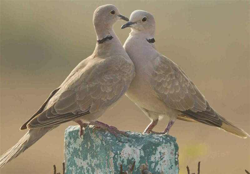 داستان قضاوت امام باقر(ع)‌ بین یک زوج کبوتر