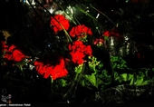 Iranians Buy Flowers in Preparation for Persian New Year