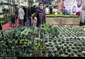Iranians Buy Flowers in Preparation for Persian New Year
