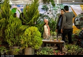 Iranians Buy Flowers in Preparation for Persian New Year
