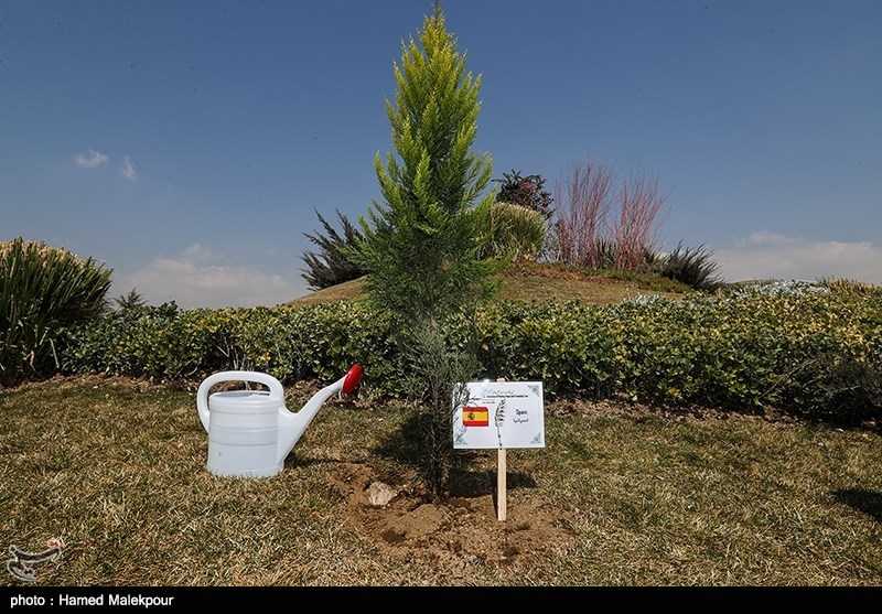 110اصله نهال درخت به نیت شهدای روحانی استان مرکزی غرس شد
