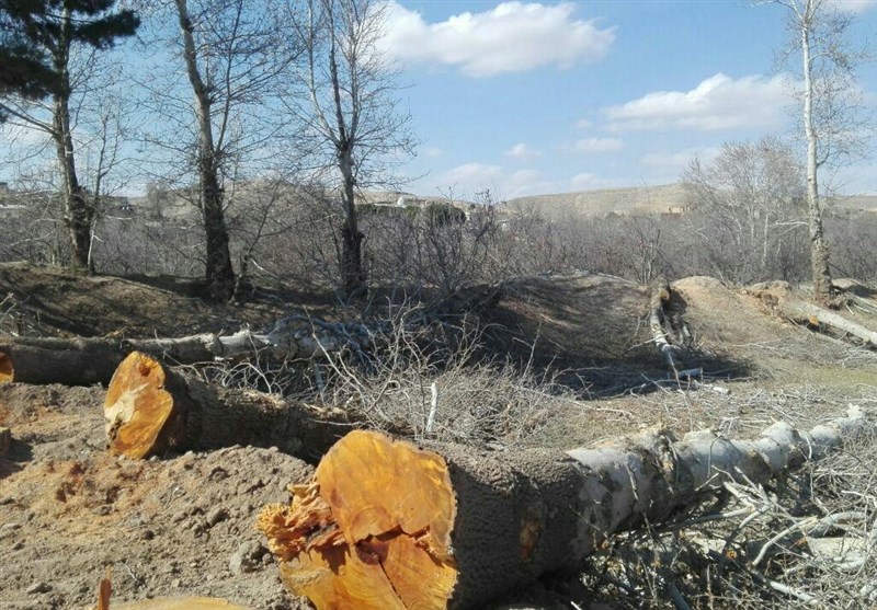 ماجرای قطع درختان در خیابان سعیدیه همدان/خشکه‌بری یا بی‌خبری مسئولان شهرداری؟