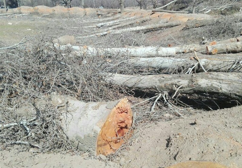 جزئیات قطع درختان در همدان؛ وقتی ادعای متولیان اردوگاه فجر صحت ندارد