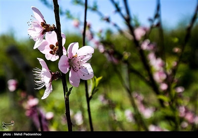 شکوفه های درخت زردآلو در باغات بهبهان