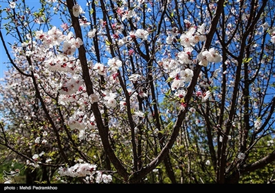 شکوفه های درخت زردآلو در باغات بهبهان