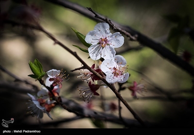 شکوفه های درخت زردآلو در باغات بهبهان