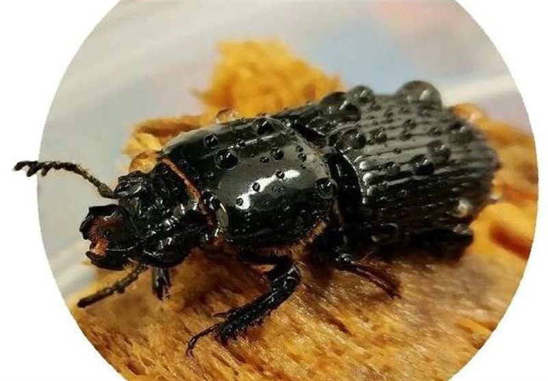 Common Beetle Holds Promise for Bioenergy