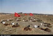 576 کیلومتر از حاشیه بزرگراه کربلا در استان کرمانشاه جنگل‌کاری شد