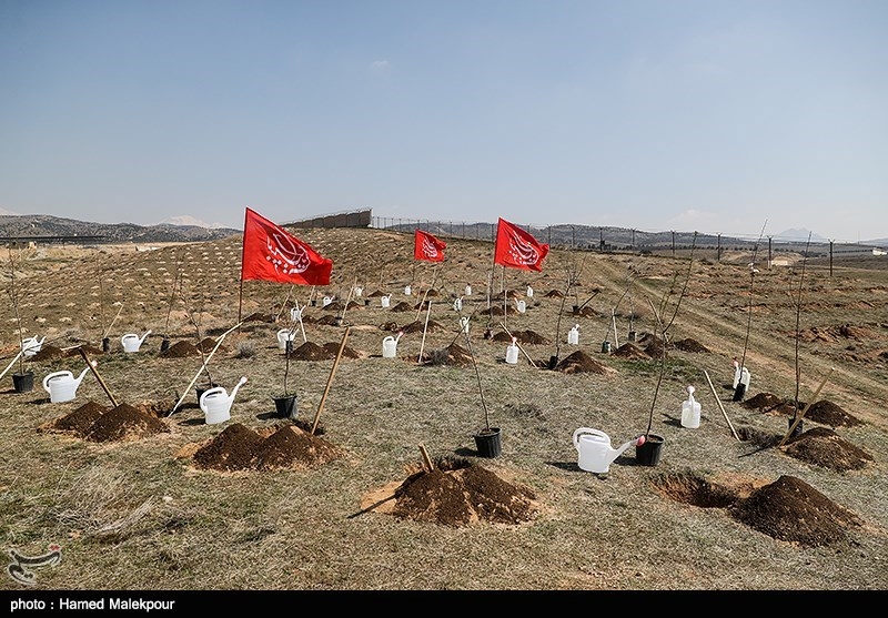 استاندار گلستان: نهضت درختکاری در گلستان متوقف نمی‌شود
