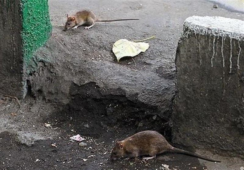 تزریق فوم به لانه، روش جدید مبارزه با موش‌های تهران